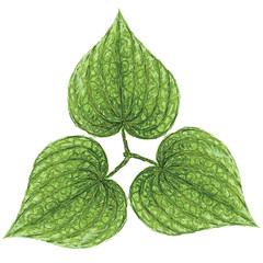 betel leaves