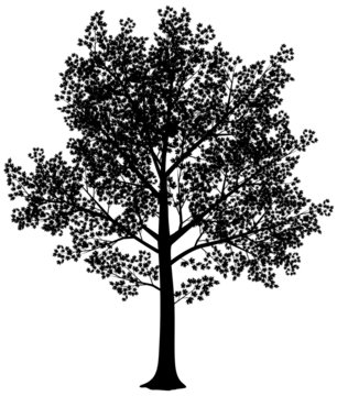 Maple silhouette