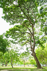 Beautiful Green leaves on white background