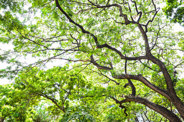 Beautiful Green leaves on white background