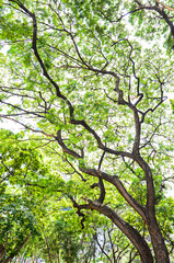 Beautiful Green leaves on white background