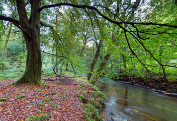 The River Fowey