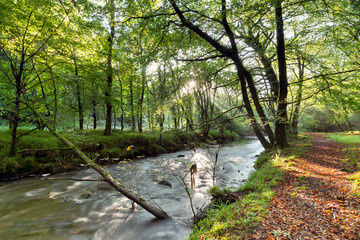 Sunlight Through Trees