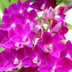 Purple Denerobium Orchids (Dendrobium Hybrid) in tropical garden.