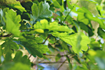green background tree leaves summer spring