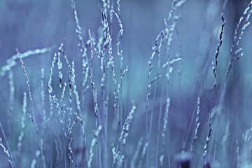 Obraz na płótnie Canvas autumn cold gray background bokeh grass monochrome