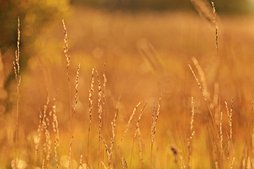 Obraz premium summer sunset glow grass field background