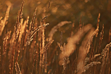 blurred background dry grass sunset