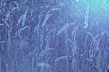 autumn cold gray background bokeh grass monochrome