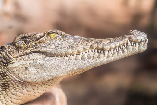 crocodile closeup