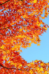 カエデの紅葉