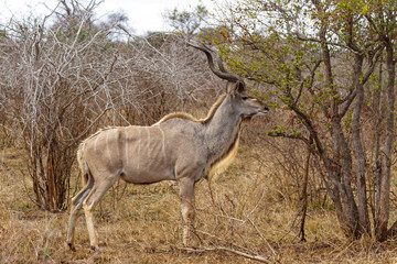 Naklejka na ściany i meble Adult Kudu Feeding at Kruger National Park, South Africa