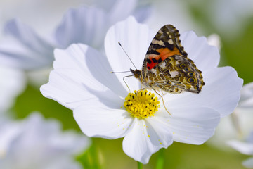 Painted Lady Butterfly