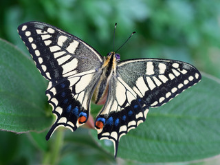 Fototapeta na wymiar 葉上で翅を開いたキアゲハ
