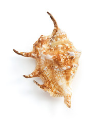 seashell on white background
