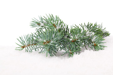 Branch of Christmas tree in snow, on white background