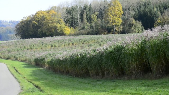 Chinaschilf, Miscanthus