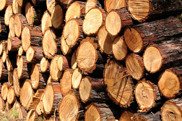 Firewood  supply ready for use.