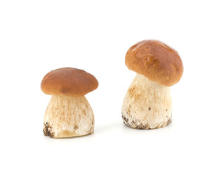 Boletus edulis mushroom isolated on white background close up