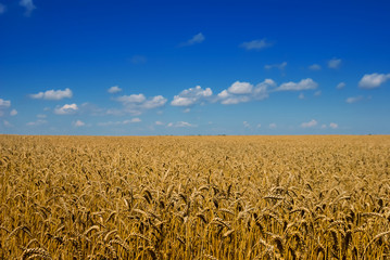 summer wheat field