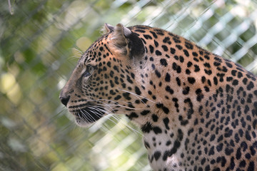 Portrait of Leopard