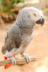 Beautiful parrot
