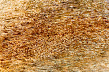Fox fur texture