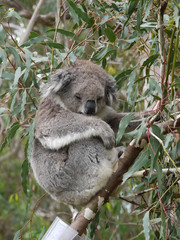 Koala (Phascolarctos cinereus) in an Eucalyptus tree
