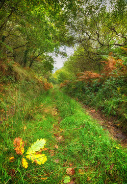 Woodland Path