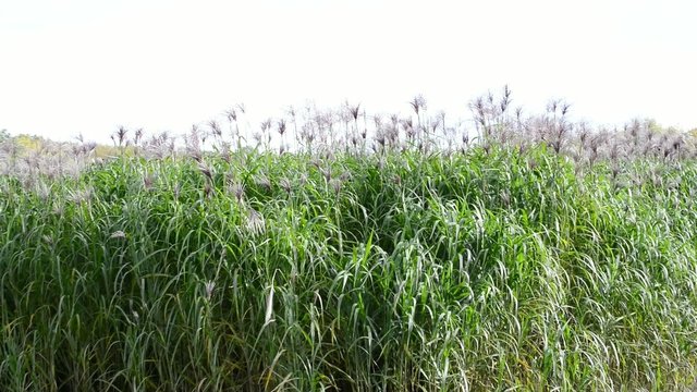 Chinaschilf, Miscanthus