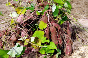 Naklejka premium 芋掘り