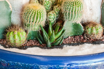 Cactus
