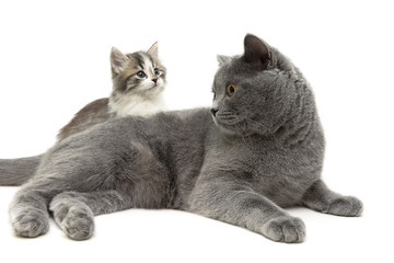 adult cat and small kitten on a white background