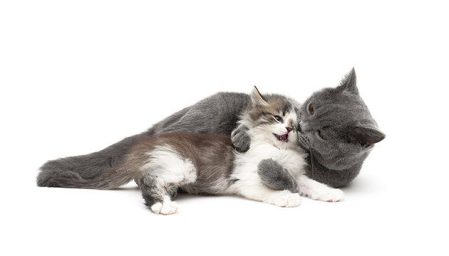 gray cat plays with a small kitten isolated on white background