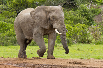 Fototapeta na wymiar Strong male elephant
