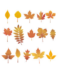 Fototapeta premium Autumn leaves set