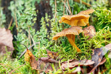 Yellow foot mushroom or Cantharellus lutescens