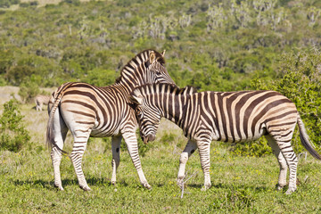 Fototapeta na wymiar Zebra affection