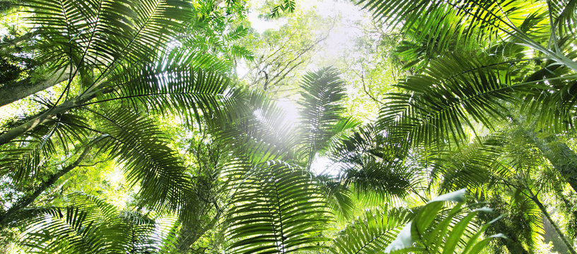Tropischer Regenwald Images – Browse 1,398 Stock Photos, Vectors, and Video  | Adobe Stock