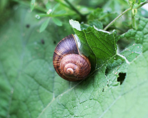 Snail on a leaf