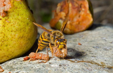 Hornet eats pear 2