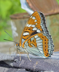 Butterfly (Limenitis populi ussuriensis) 1
