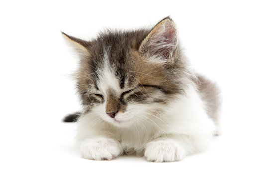 sleeping small fluffy kitten isolated on white background close-