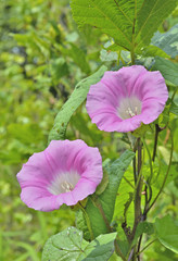 Flowers of bindweed 5