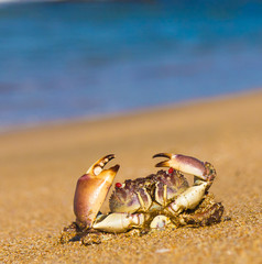 Alien Creature On the Shore