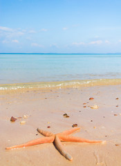 Sea Starlet Dropped from Heaven