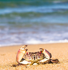 Menacing Eyes On the Shore