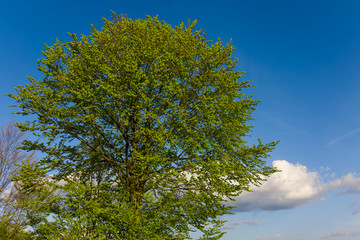 green tree on a blue sky background