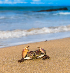 Pure Threat Cute Animal