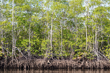Mangrove forest from Central America, Costa Rica, Osa peninsula